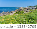 「青森県」渚に花咲く初夏の種差海岸・八戸市 「青森県」渚に花咲く初夏の種差海岸・八戸市 138542705