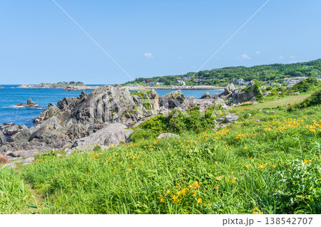 「青森県」渚に花咲く初夏の種差海岸・八戸市 138542707