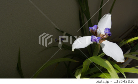 ベランダで咲くアメリカシャガの花|やさしい自然光のガーデニング風景 ベランダで咲くアメリカシャガの花|やさしい自然光のガーデニング風景 138542810
