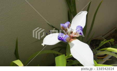ベランダで咲くアメリカシャガの花｜やさしい自然光のガーデニング風景 138542814