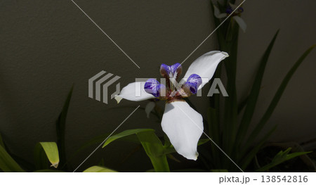 ベランダで咲くアメリカシャガの花｜やさしい自然光のガーデニング風景 138542816