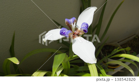 ベランダで咲くアメリカシャガの花|やさしい自然光のガーデニング風景 ベランダで咲くアメリカシャガの花|やさしい自然光のガーデニング風景 138542820