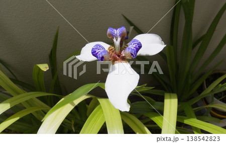 ベランダで咲くアメリカシャガの花｜やさしい自然光のガーデニング風景 138542823