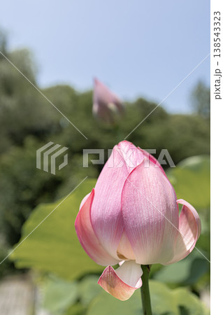 夏の青空を背景に咲きかけのピンクの蓮の蕾 138543323