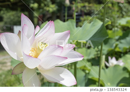 満開に咲く美しい大輪の蓮の花 138543324