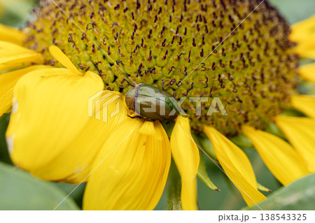 ひまわりの花の上で休む緑色のコガネムシ ひまわりの花の上で休む緑色のコガネムシ 138543325