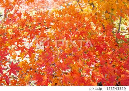日差しを浴びて輝く真っ赤な紅葉の葉 138543329
