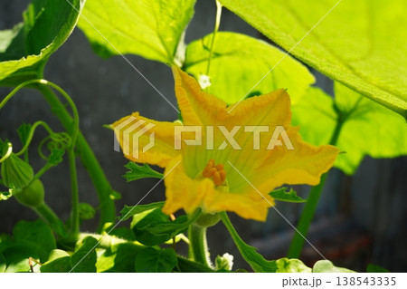 カボチャの花 カボチャの花 138543335