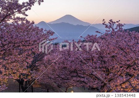 《神奈川県》富士山と満開の河津桜・おおいゆめの里の夜桜 138543448