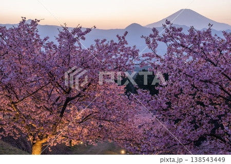 《神奈川県》富士山と満開の河津桜・おおいゆめの里の夜桜 138543449