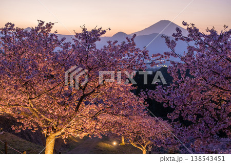 《神奈川県》富士山と満開の河津桜・おおいゆめの里の夜桜 138543451