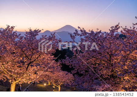 《神奈川県》富士山と満開の河津桜・おおいゆめの里の夜桜 138543452