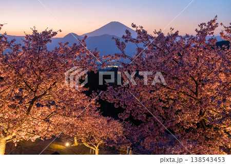《神奈川県》富士山と満開の河津桜・おおいゆめの里の夜桜 138543453