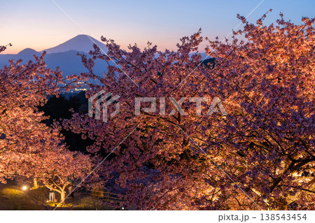 《神奈川県》富士山と満開の河津桜・おおいゆめの里の夜桜 138543454