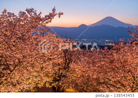 《神奈川県》富士山と満開の河津桜・おおいゆめの里の夜桜 138543455