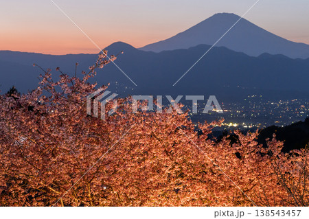 《神奈川県》富士山と満開の河津桜・おおいゆめの里の夜桜 138543457