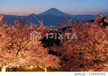 《神奈川県》富士山と満開の河津桜・おおいゆめの里の夜桜 138543458