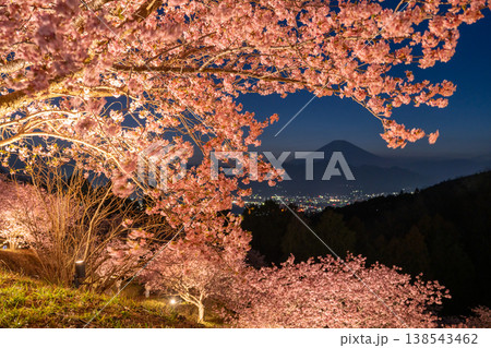 《神奈川県》富士山と満開の河津桜・おおいゆめの里の夜桜 《神奈川県》富士山と満開の河津桜・おおいゆめの里の夜桜 138543462