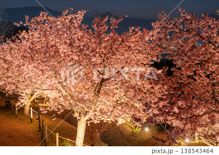 《神奈川県》富士山と満開の河津桜・おおいゆめの里の夜桜 《神奈川県》富士山と満開の河津桜・おおいゆめの里の夜桜 138543464