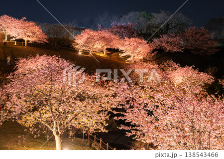 《神奈川県》富士山と満開の河津桜・おおいゆめの里の夜桜 138543466