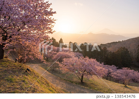 《神奈川県》富士山と満開の河津桜・おおいゆめの里 138543476