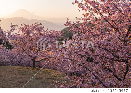 《神奈川県》富士山と満開の河津桜・おおいゆめの里 《神奈川県》富士山と満開の河津桜・おおいゆめの里 138543477