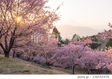 《神奈川県》富士山と満開の河津桜・おおいゆめの里 138543478