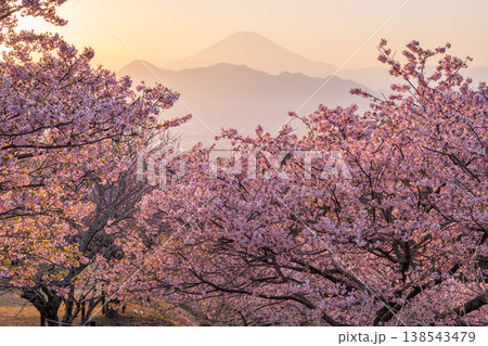 《神奈川県》富士山と満開の河津桜・おおいゆめの里 138543479