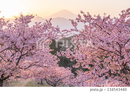《神奈川県》富士山と満開の河津桜・おおいゆめの里 《神奈川県》富士山と満開の河津桜・おおいゆめの里 138543480