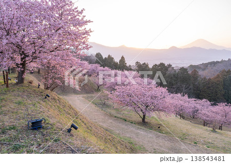 《神奈川県》富士山と満開の河津桜・おおいゆめの里 138543481