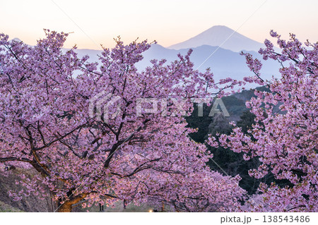 《神奈川県》富士山と満開の河津桜・おおいゆめの里 138543486
