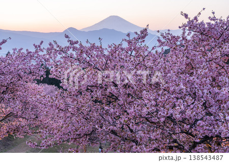 《神奈川県》富士山と満開の河津桜・おおいゆめの里 《神奈川県》富士山と満開の河津桜・おおいゆめの里 138543487
