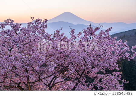 《神奈川県》富士山と満開の河津桜・おおいゆめの里 138543488
