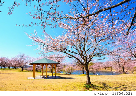 早春雪国新潟県長岡市越路河川公園の桜風景 早春雪国新潟県長岡市越路河川公園の桜風景 138543522