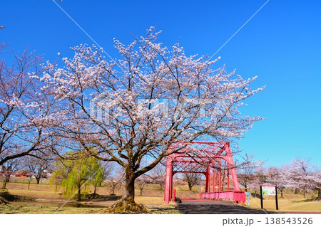 早春雪国新潟県長岡市越路河川公園の桜風景 早春雪国新潟県長岡市越路河川公園の桜風景 138543526