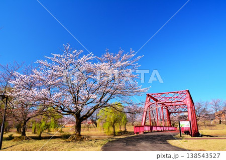 早春雪国新潟県長岡市越路河川公園の桜風景 早春雪国新潟県長岡市越路河川公園の桜風景 138543527
