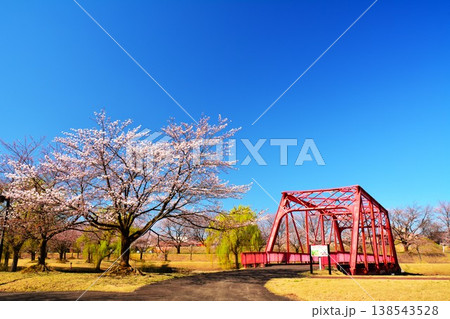 早春雪国新潟県長岡市越路河川公園の桜風景 138543528