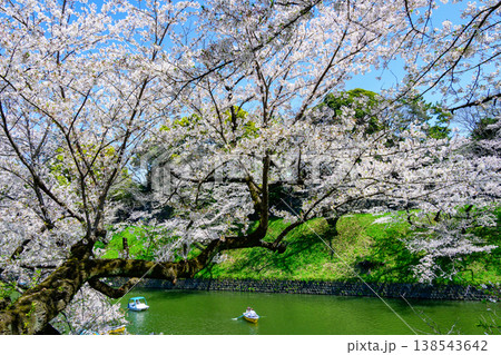 東京都 千鳥ヶ淵 満開の桜 東京都 千鳥ヶ淵 満開の桜 138543642