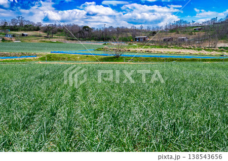 《農地 草地 風景 らっきょ》 138543656