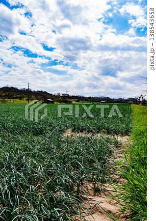 《らっきょ畑 農地 風景》 138543658