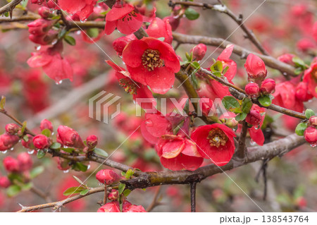 赤色の木瓜の花 138543764