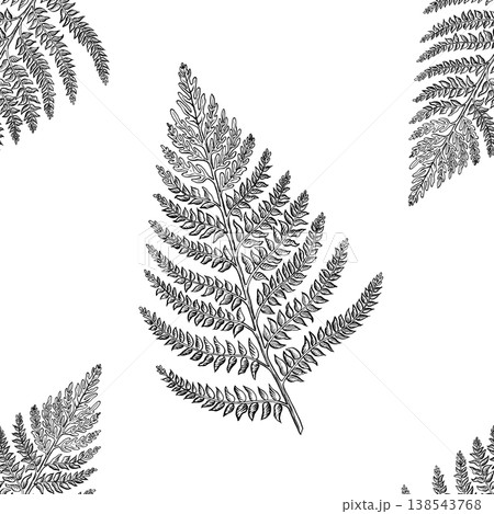 Fern. Seamless simple pattern. Hatching illustration of fern isolated on white background. Vector, hand-drawn 138543768