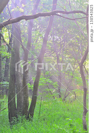 光射す湿地帯の新緑風景 北本自然公園 埼玉県北本市 光射す湿地帯の新緑風景 北本自然公園 埼玉県北本市 138543825