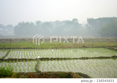 White Egret Birds Foraging in Green Rice Paddy Fields Under Misty Morning Sky White Egret Birds Foraging in Green Rice Paddy Fields Under Misty Morning Sky 138543833
