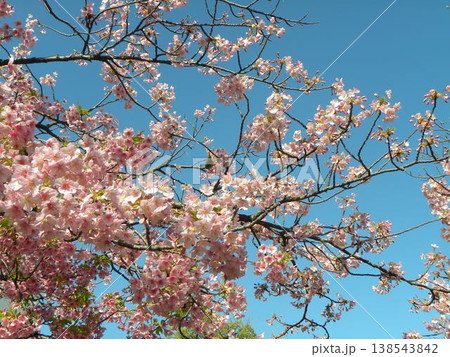 もう満開の桃色の花は稲毛海岸駅前の河津桜 もう満開の桃色の花は稲毛海岸駅前の河津桜 138543842