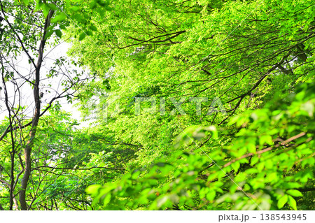 新緑の風景　北本自然公園　埼玉県北本市 138543945