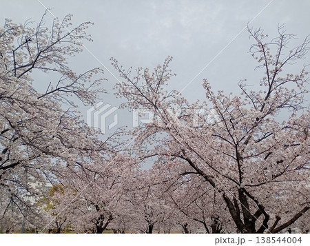 満開の桜の花が咲いた 満開の桜の花が咲いた 138544004