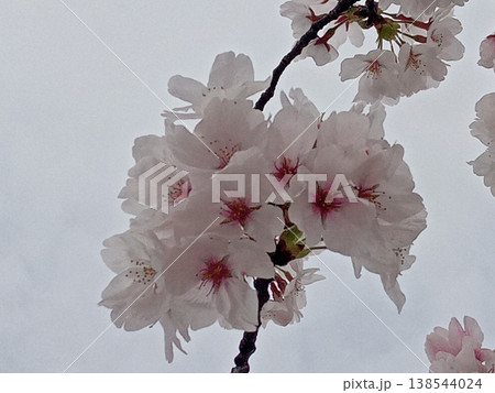 桜咲く 138544024