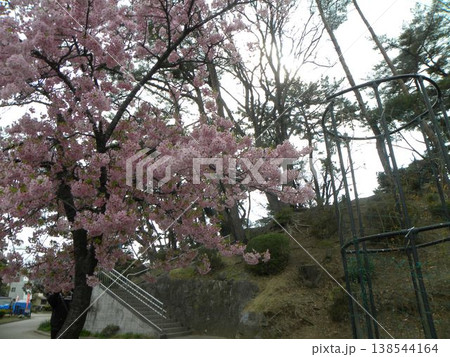 もう満開の桃色の花は千葉公園の河津桜 もう満開の桃色の花は千葉公園の河津桜 138544164