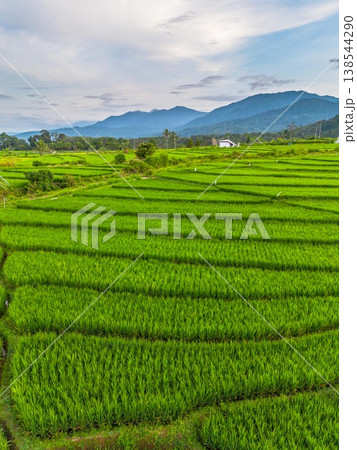 Beautiful morning view in Indonesia, panoramic landscape of rice fields with mountain ranges and clear sky 138544290